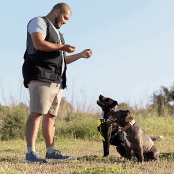 perro Obediencia Constante